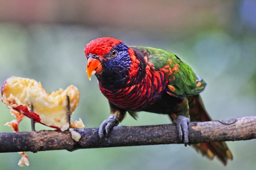 Papoušek, pták, posazený, krmení, exotický, barvitý, zvíře, peří, zobák, účtovat, pozorování ptáků
