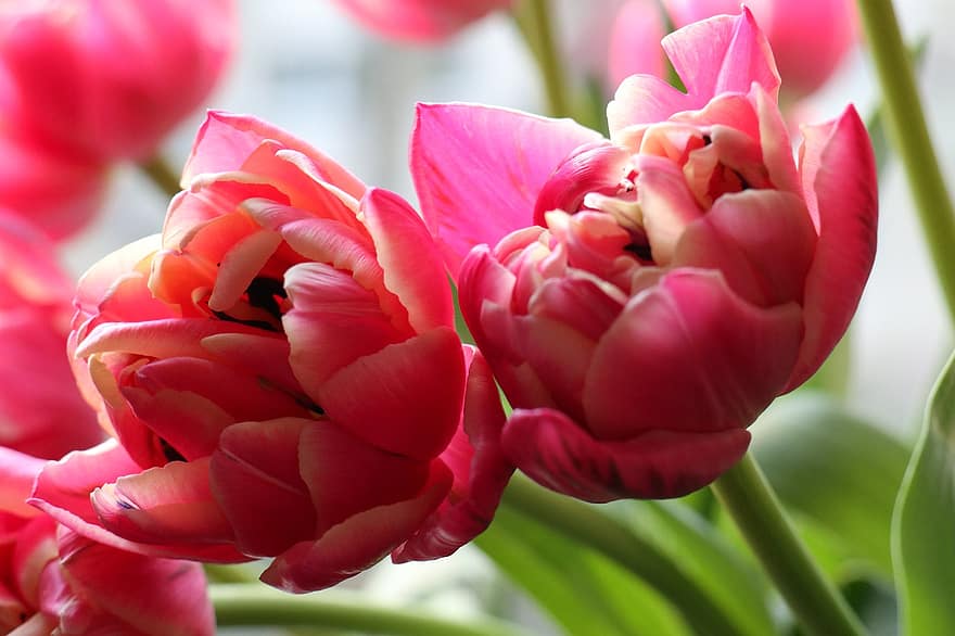tulipán, virágok, szirmok, csokor, rózsaszín virágok, virágzás, tavaszi, virág, közelkép, növény, virágfej