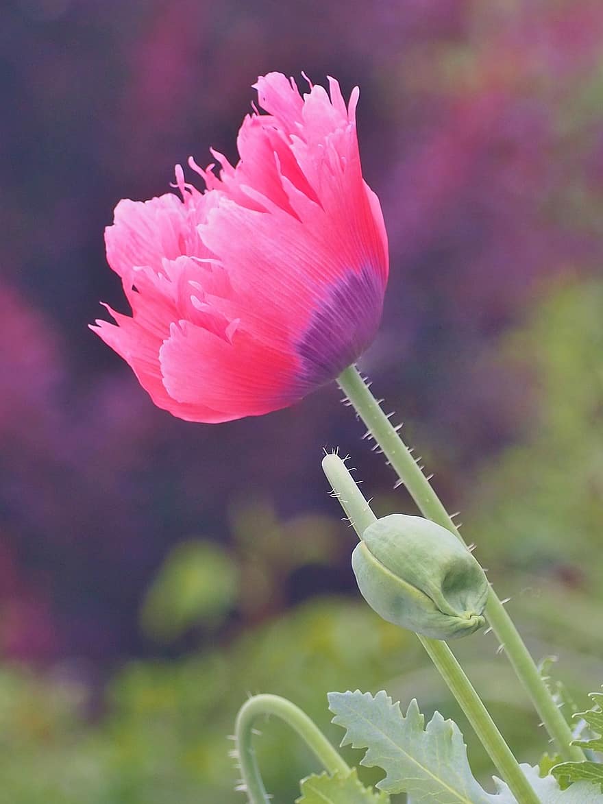 opium, bunga, poppy merah muda, bunga merah muda, kelopak, kelopak merah muda, berkembang, mekar, flora, alam, menanam