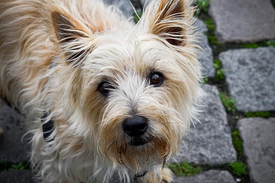 Dog, Pet, Animal, Cairn Terrier, Domestic Dog, Canine, Mammal, Cute, Adorable, Furry
