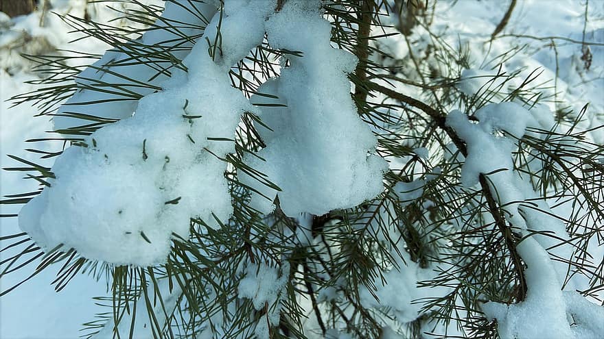 agulhas de pinheiro, sai, neve, inverno, enfeitar, geada, gelo, raminho, ramo, galho, árvore