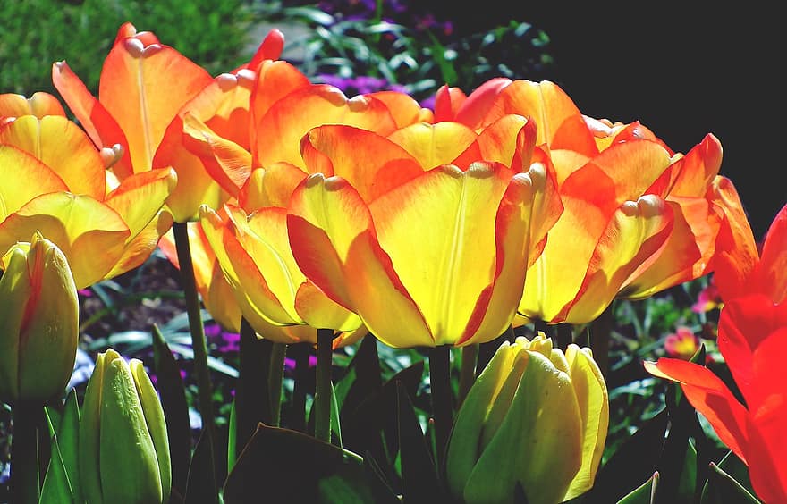 tulipaner, blomster, planter, kronblade, flor, blomstre, blomstrende, forår, natur, have, skønhed