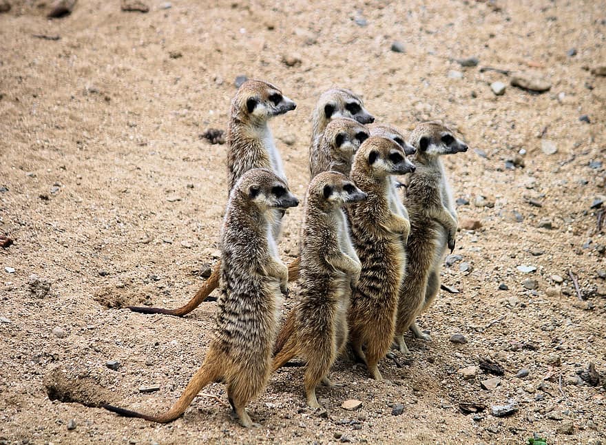 meerkats, กลุ่ม, เลี้ยงลูกด้วยนม, ทะเลทราย, สัตว์