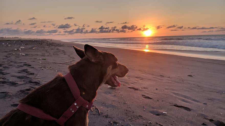 куче, домашен любимец, залез, плаж, пясък, кучешки, животно, козина, муцуна, бозайник, портрет на куче