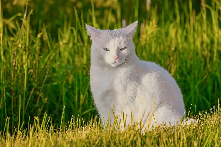 kočka, bílý, domácí zvíře, póza, trpěliví, elegantní, volně žijících živočichů, zvíře, Příroda