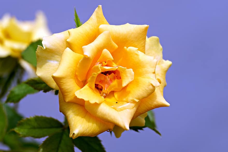 gul rose, Rose, gul blomst, blomst, flora, natur, tæt på, blad, kronblad, plante, blomsterhoved