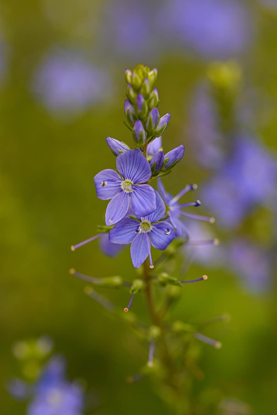 Broadleaf Speedwell, blommor, knoppar, blåa blommor, stort fartväl, Österrikiska Speedwell, Sågbladig Speedwell, blomma, blommande växt, prydnadsväxter, växt