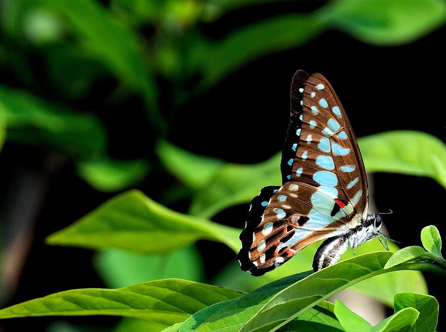 Obyčejný Jay, motýl, hmyz, okřídlený hmyz, motýlí křídla, fauna, Příroda, zblízka, volně žijících živočichů