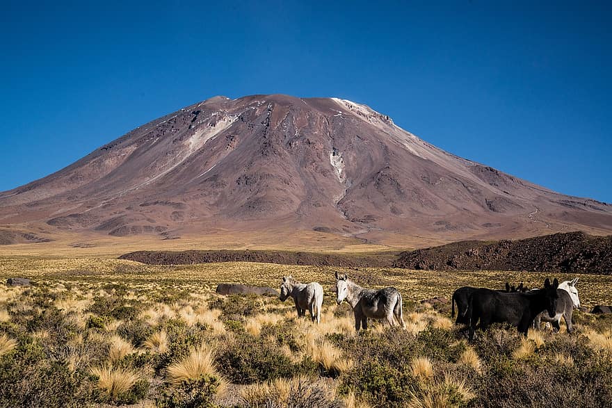 пустыня Атакама, пустыня, лошади, Чили, животные, гора, пейзаж, природа