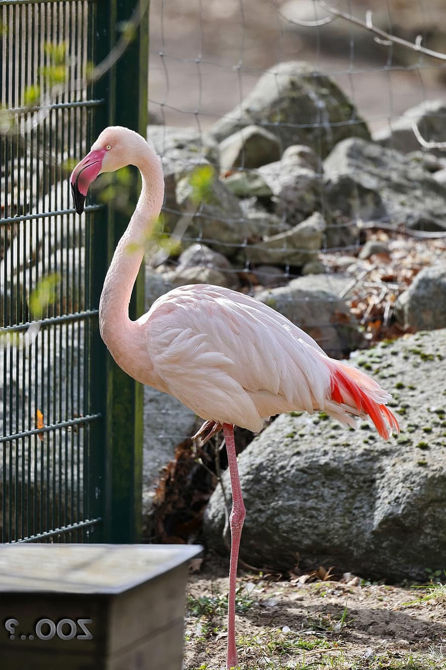 pássaro, flamingo, ornitologia, espécies, fauna, aviária, animais selvagens, animal, plumagem, bico, jardim zoológico