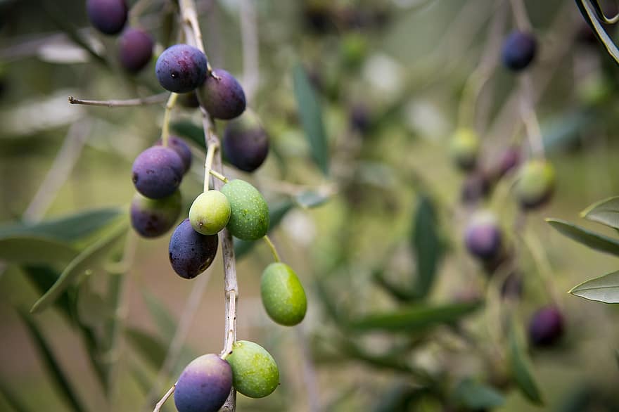 Olives, plante, fruits, biologique
