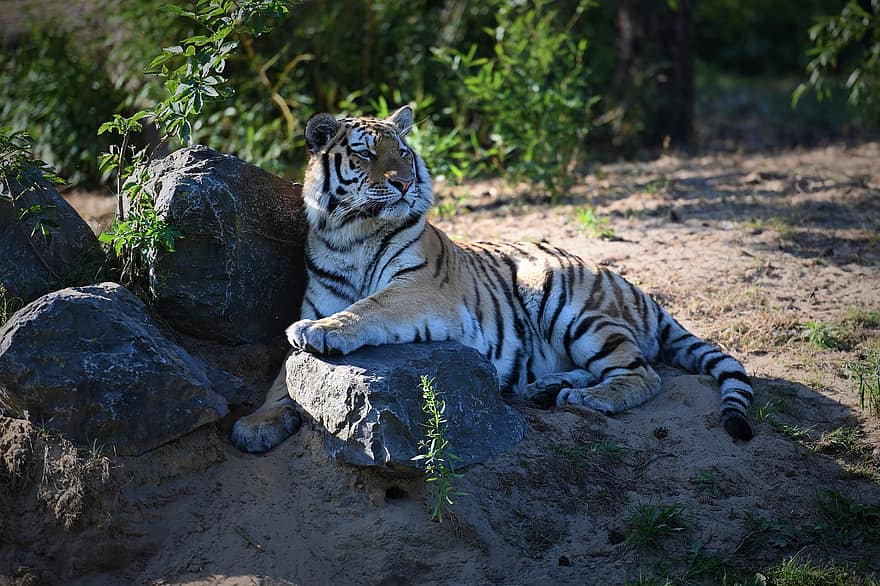 Tigre, animal, zoo, mamífero, Gato grande, animal salvaje, depredador, fauna silvestre