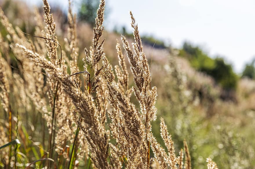 pšenice, pole, obilí, oříznutí, žito, obilovin, zlatý, venkovský, ječmen, Příroda, sláma