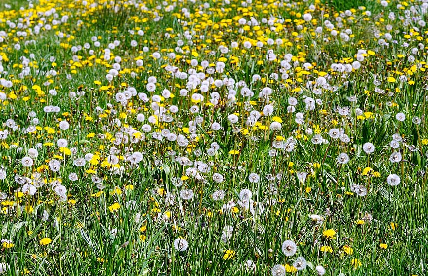łąka, kwiaty, mlecze, wiosna, Natura, flora, trawa, kwiat, żółty, roślina, zielony kolor
