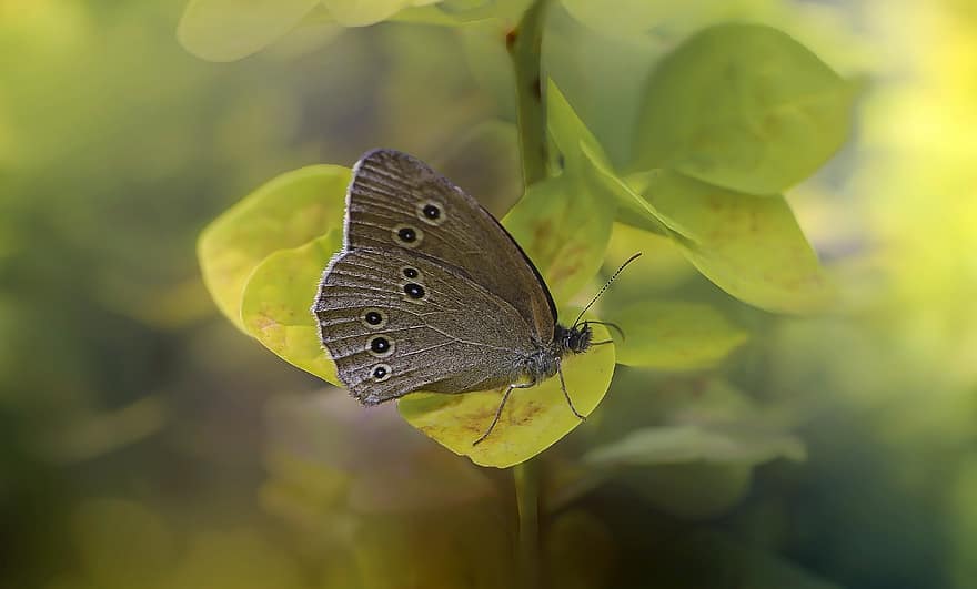 motyl, owad, skrzydełka, Natura, makro, lato, motyle, liść, przestrojenie trawnika
