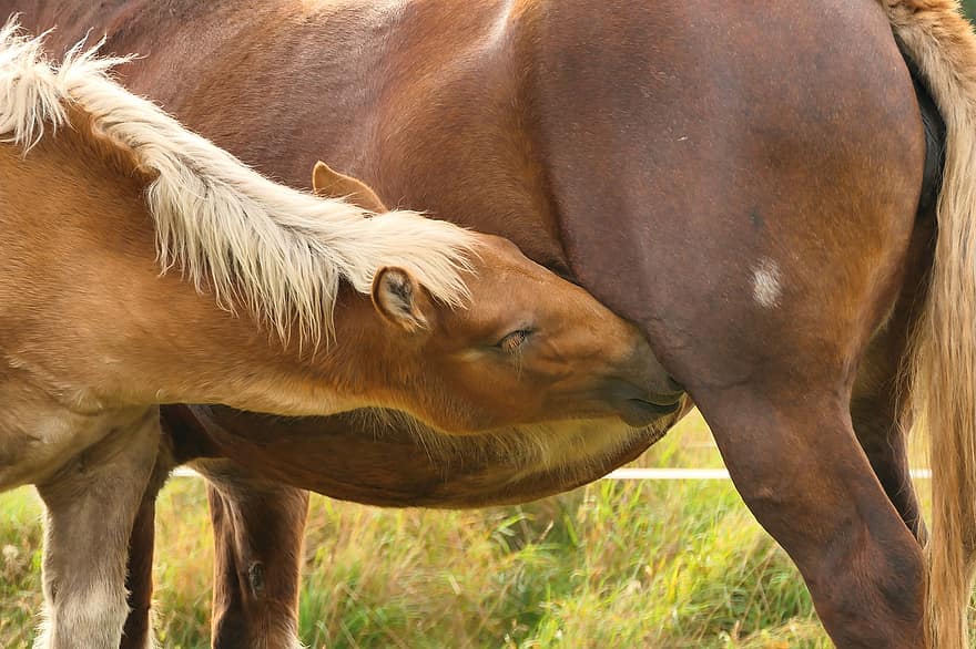 ngựa, con ngựa con, bú, ngựa cái, động vật trẻ, động vật, động vật có vú, Thiên nhiên
