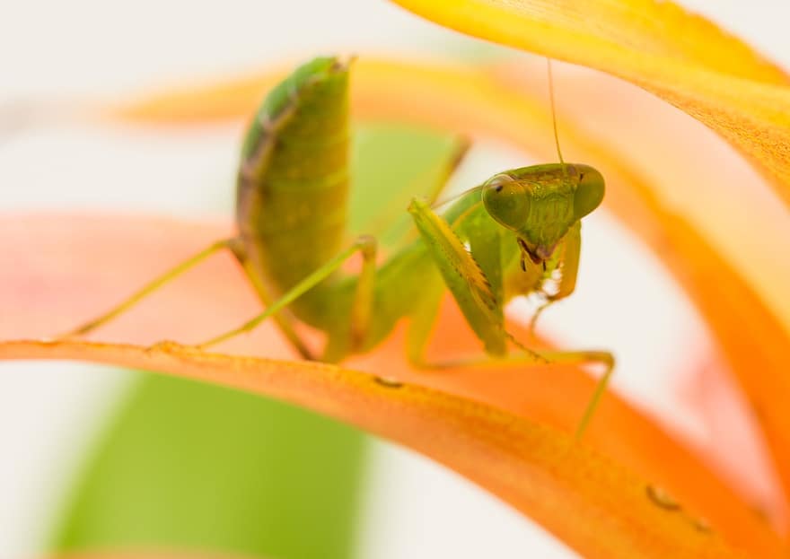 कीड़ा जो अपने अगले पैर को इस तरह जोड़े रहता है मानो प्रार्थना कर रहा हो, कीट, एक प्रकार का कीड़ा, हरा, Mantodea, प्रकृति, जानवर, कीटविज्ञान, क्लोज़ अप, वन्यजीव, मैक्रो