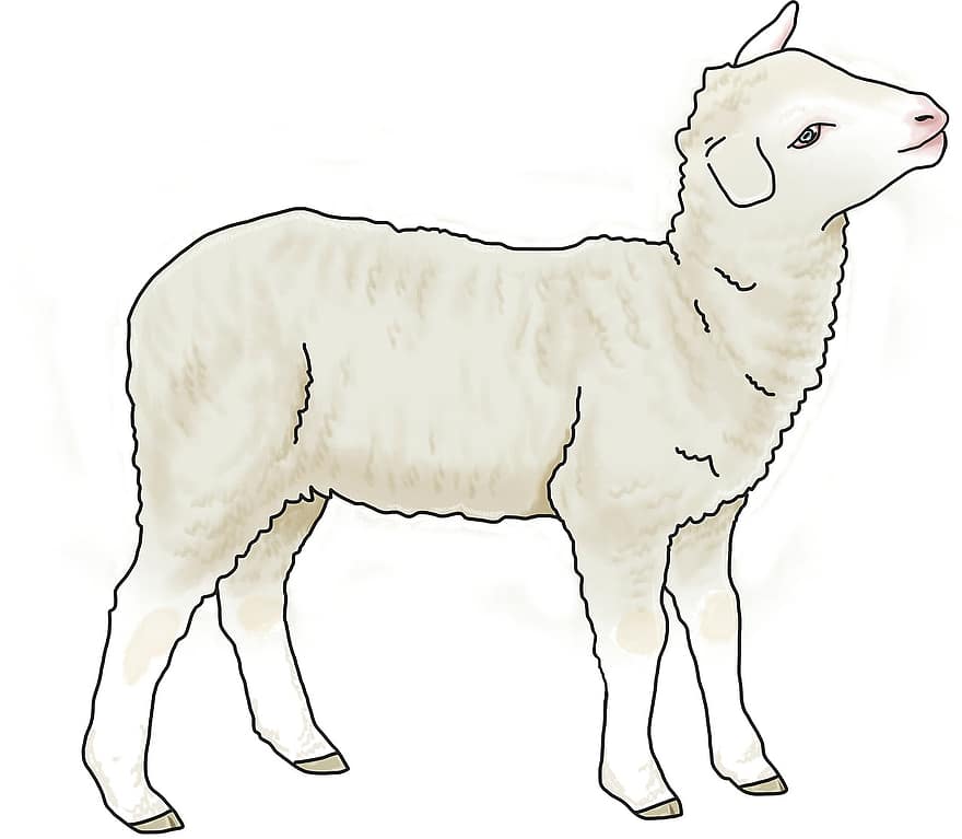 ėriena, avių, gyvūnas, gyvulius, jaunas gyvūnas, vilna, Paschos avinėlis, ūkis, iliustracija, mielas, Žemdirbystė