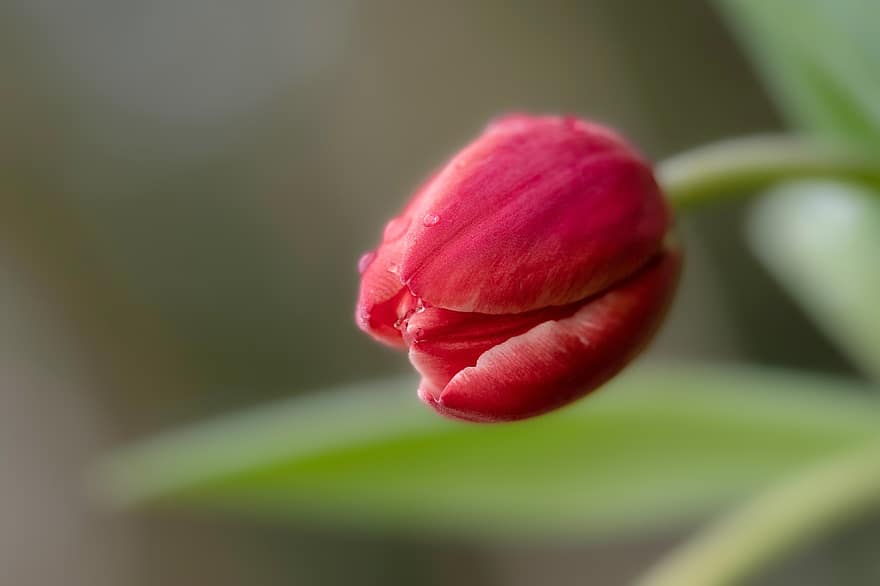 tulipan, czerwony kwiat, czerwony tulipan, kwitnąć, kwiat, ogród, flora, zbliżenie, roślina, głowa kwiatu, płatek