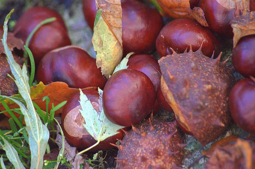 Nut, Chestnut, Autumn, Leaves, Fall