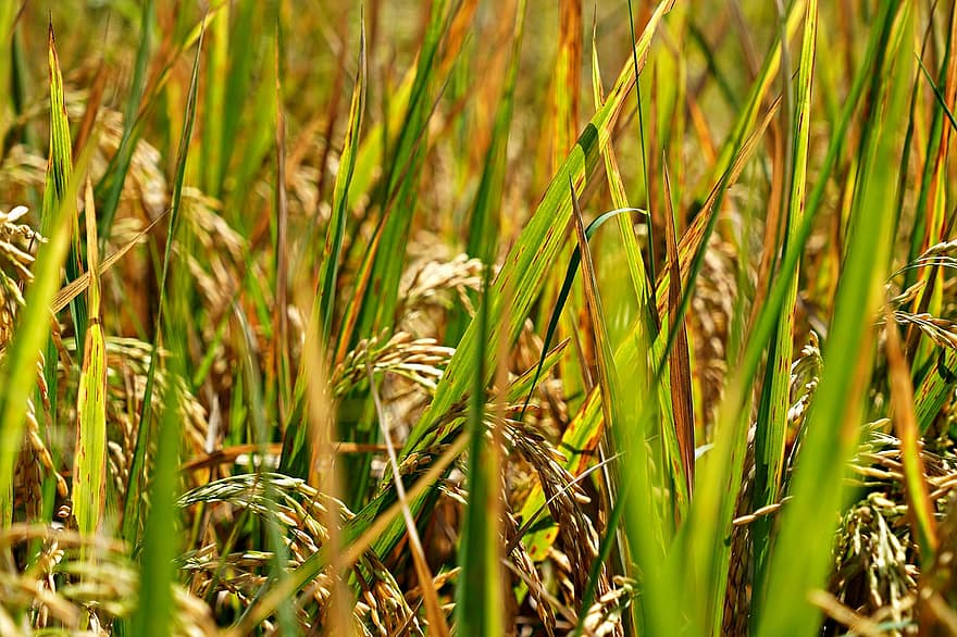pole ryżowe, roślina ryżowa, rolnictwo, Natura, flora, zbliżenie, wzrost, roślina, trawa, zielony kolor, gospodarstwo rolne