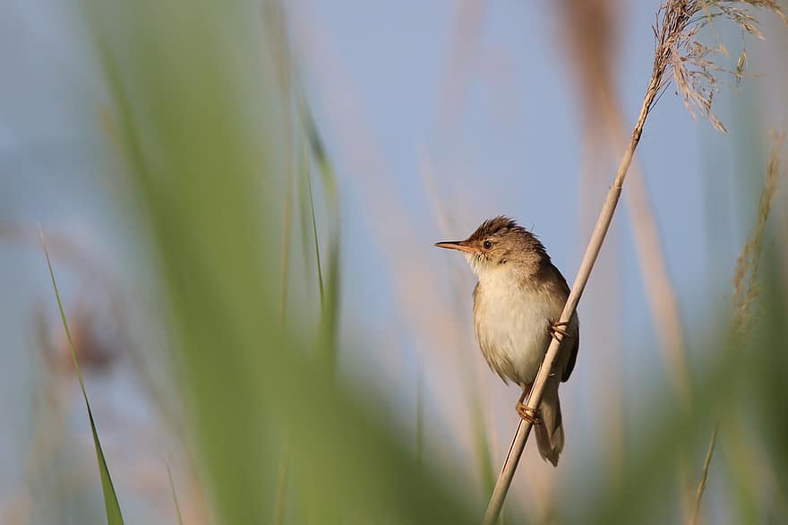 Warbler, Bird, Reeds, Pond, Biodiversity, Nature