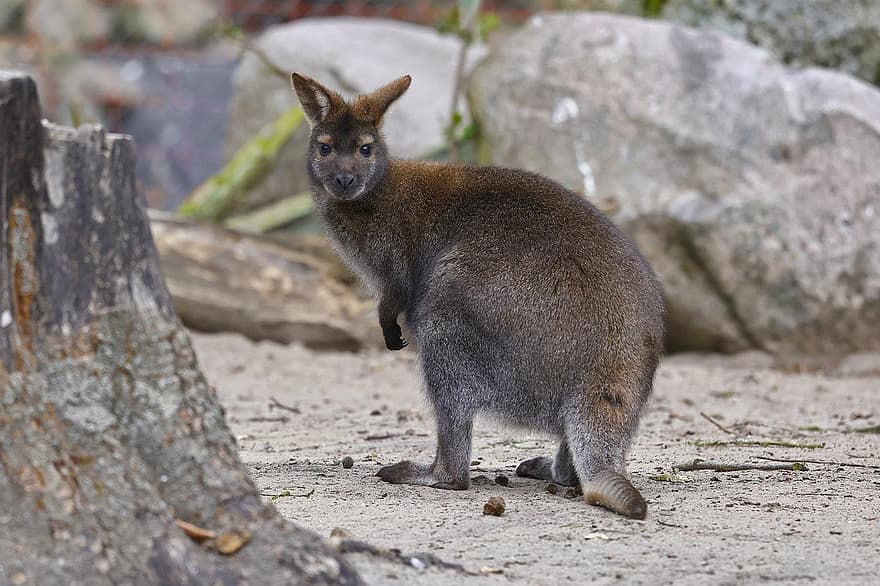 Mammal, Animal, Bennett's Wallaby, Zoo, Australia, Species, Marsupial, cute, animals in the wild, fur, looking