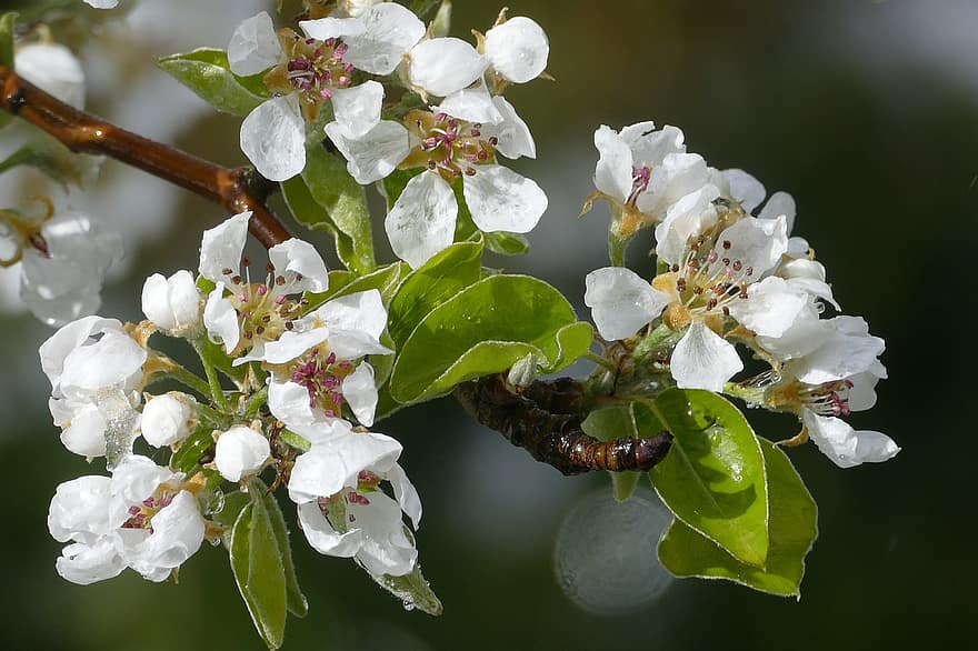 Pear Blossoms, Flowers, Dew, Wet, Dewdrops, Branch, Petals, White Flowers, Bloom, Blossom, Pear Tree