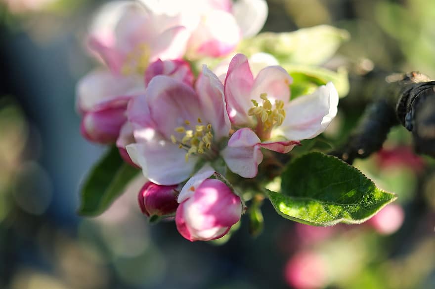 fiorire, fioritura, Mela, bocciolo di mela, albero da frutta, fiori di melo, primavera, bianca, bellissimo, infiorescenza, natura morta
