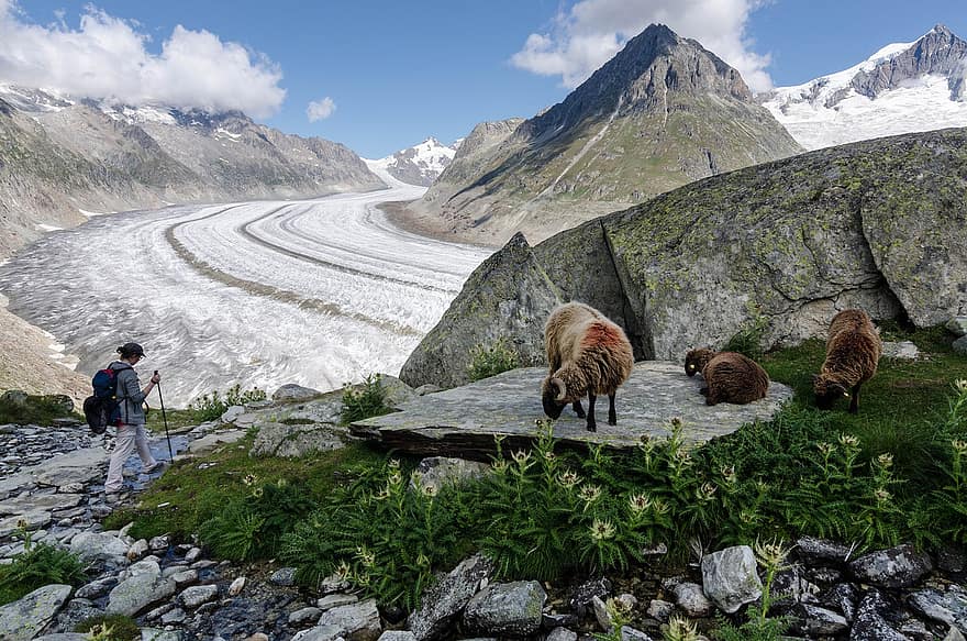 भेड़, हिमनद, पर्वत, यात्रा, पथरी, लंबी पैदल यात्रा, बादलों