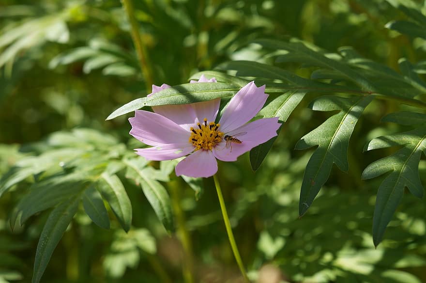 cosmos, pink flower, garden, nature, plant, flower, close-up, summer, leaf, green color, beauty in nature