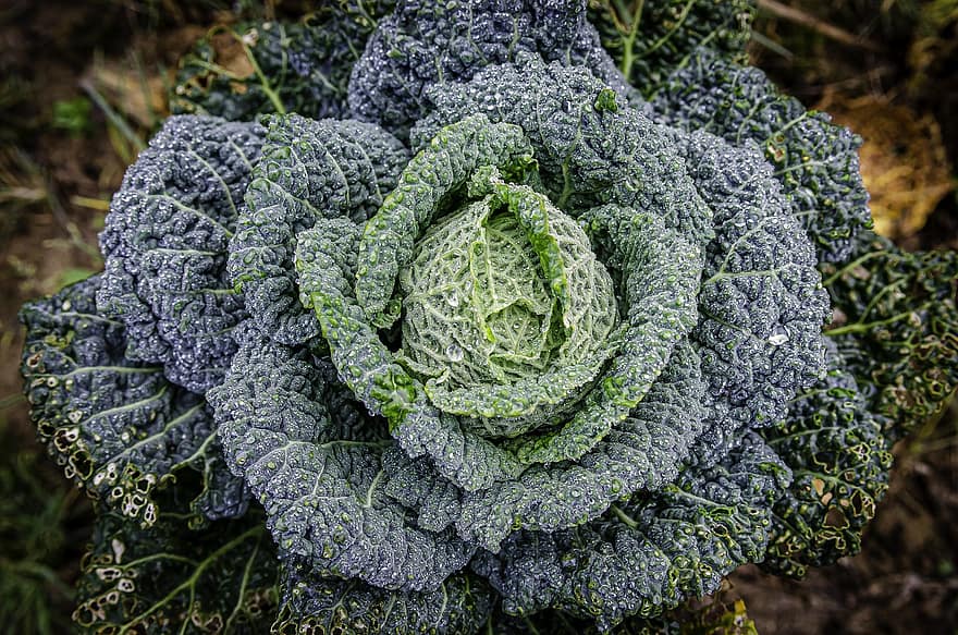 Vegetable, Cabbage, Organic, Healthy, Savoy Cabbage, Vitamin, food, freshness, leaf, healthy eating, agriculture