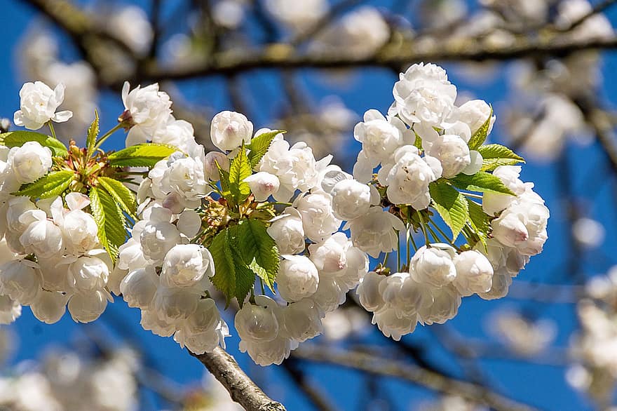 sakura, fiori, fiori di ciliegio, petali bianchi, petali, fioritura, fiorire, flora, fiori di primavera, natura, primavera