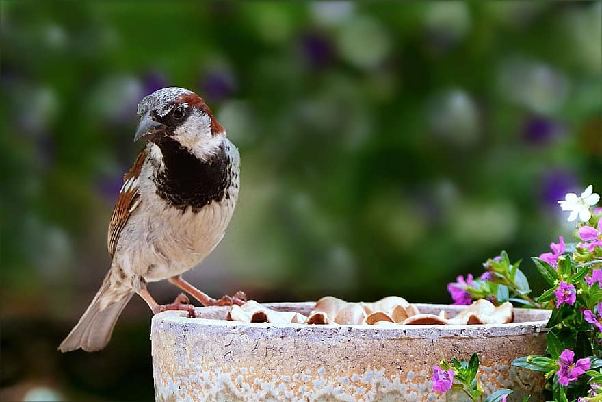 Bird, Sparrow, Animal, House Sparrow, Passer Domesticus, Spring, beak, feather, close-up, animals in the wild, one animal