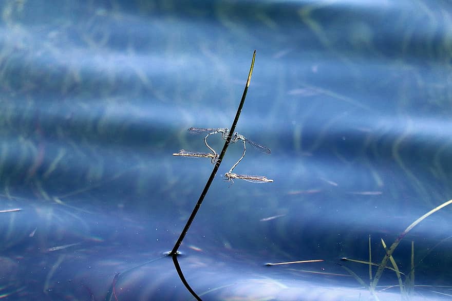 Dragonflies, Animal, Pairing, Insect, Blade Of Grass, Blue-winged Dragonflies, Biology, Lake