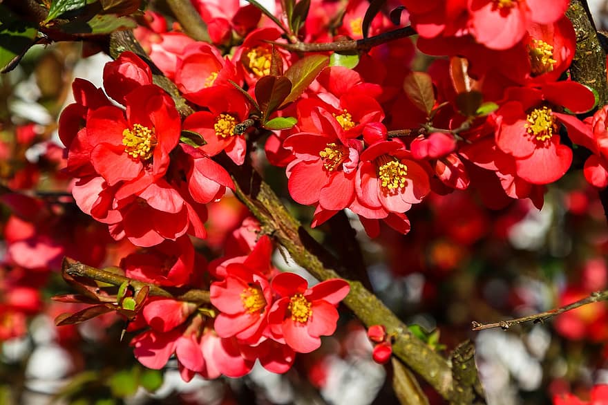 άνθη μήλου, κόκκινα λουλούδια, κινέζικο κυδώνι, άνοιξη, κήπος, θάμνος, λουλούδια, γκρο πλαν, λουλούδι, φύλλο, φυτό