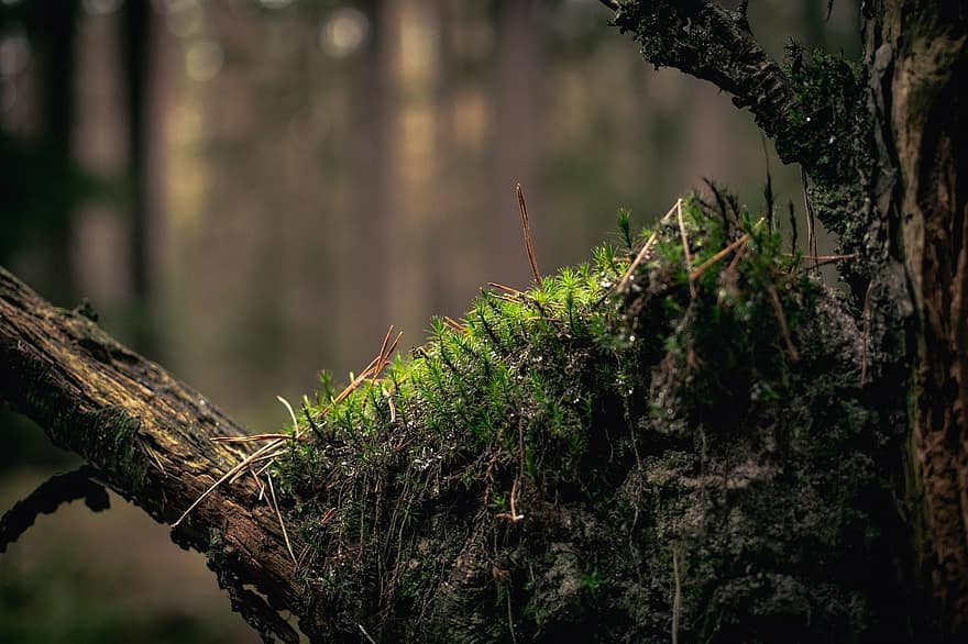 Moss, Tree, Forest, Wood, Autumn Forest, Environment, Nature, Detail, Macro