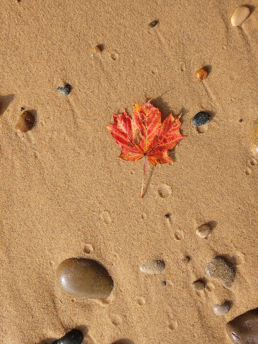 Maple Leaf, Rocks, Pebbles, Beach