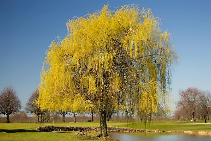Weeping Willow, Tree, Lake, Nature, Spring, Pond, Water, Landscape, Park, grass, yellow