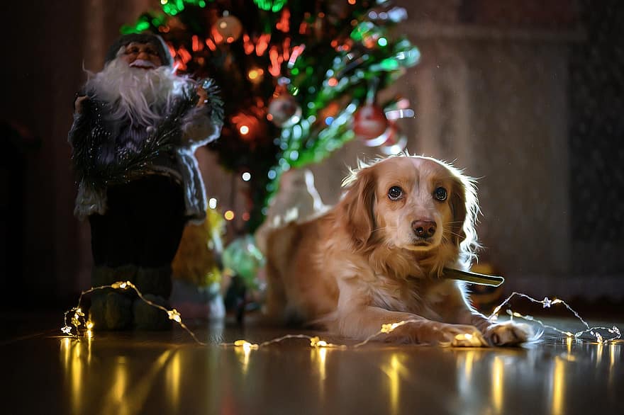 cane, albero di Natale, luci, luci di Natale, animale domestico, pelliccia, cane peloso, cane domestico, mammifero, animale, in casa