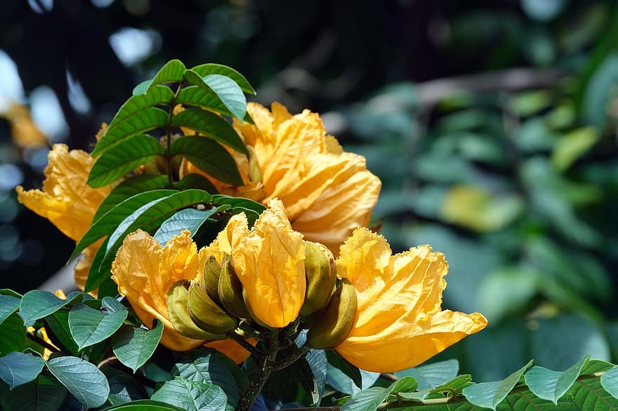Yellow, Flower, Flora, Nature, African Tulip Tree, leaf, plant, summer, close-up, flower head, freshness