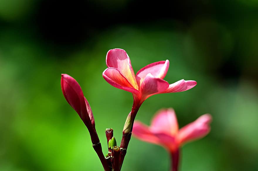 plumeria, blomst, anlegg, frangipani, petals, flora, natur