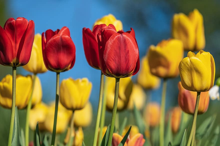 virágok, tulipán, kert, mező, tavaszi, évszaki, virágzás, virágzik, növénytan, szirmok, növekedés