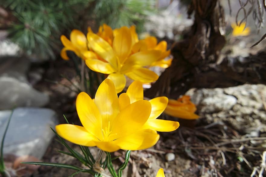 Crocuses, Flowers, Yellow Flowers, Petals, Yellow Petals, Spring Flowers, Nature, Blossom, Bloom, Flora, yellow