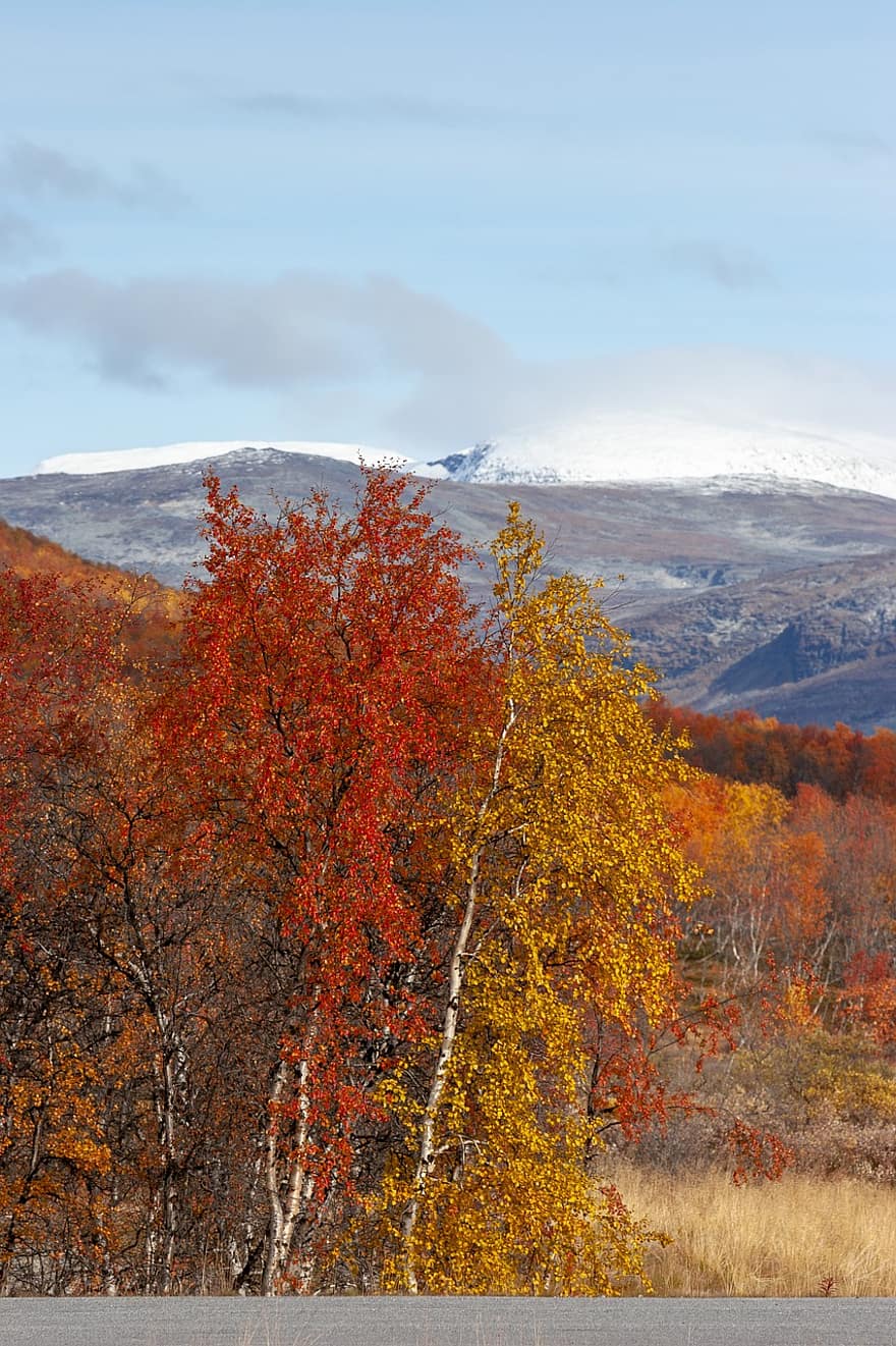 podzim, les, Finsko, Příroda, Laponsko, břízy, kilpisjärvi