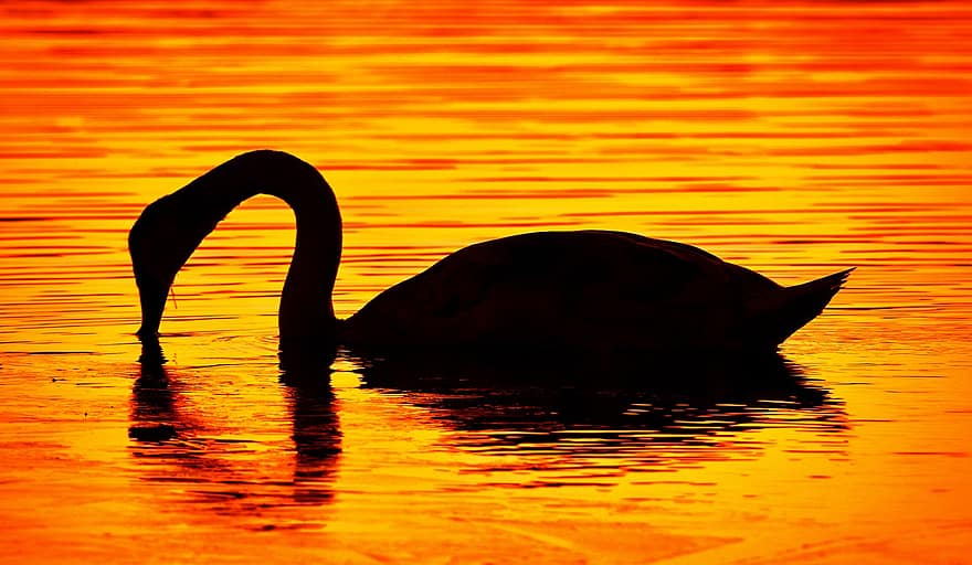 Swan, Bird, Silhouette, Animal, Sunset, Waterfowl, Water Bird, Aquatic Bird, Plumage, Lake, water