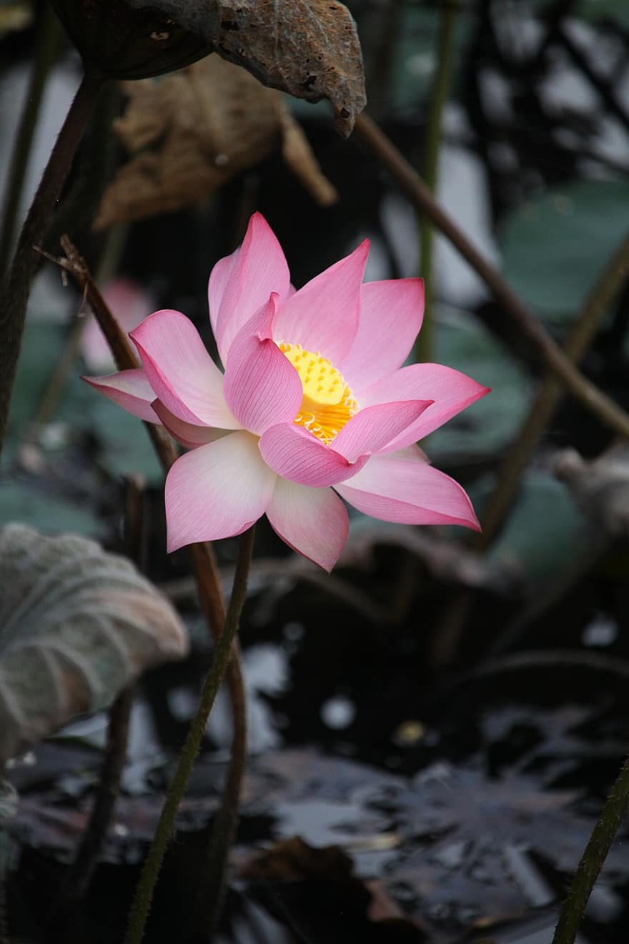 Pink Lotus, Lotus, Flower, Pink Flower, Plant, Aquatic Plant, Flora, Leaves, Lotus Leaves, Bloom, Blossom