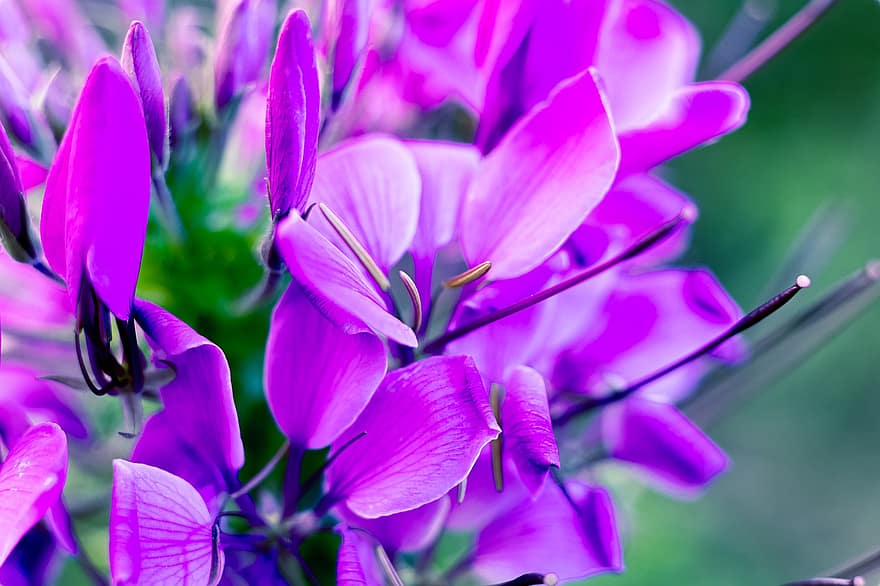 las flores, púrpura, cierne, floreciente, Flores moradas, pétalos morados, flora, floricultura, horticultura, botánica, naturaleza