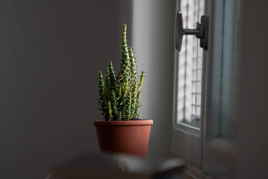 kaktus, trny, sukulentní, hrnec, okno