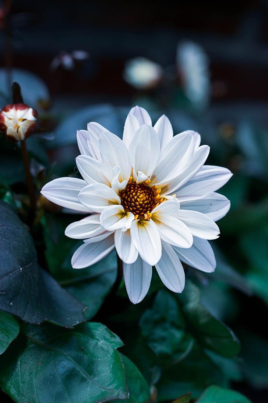 Dahlia, gėlė, balta dahija, balta gėlė, pobūdį, sodas, pavasaris, flora